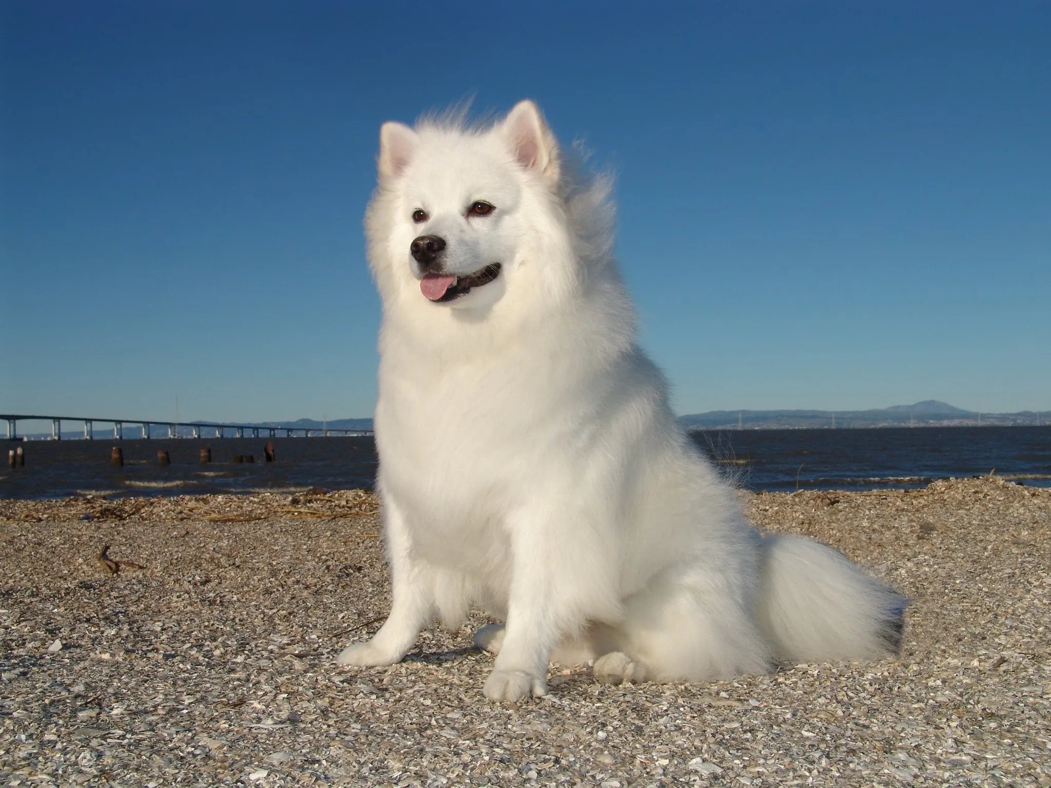 Zara the American Eskimo
