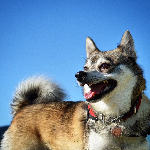 Astrid the Klee Kai