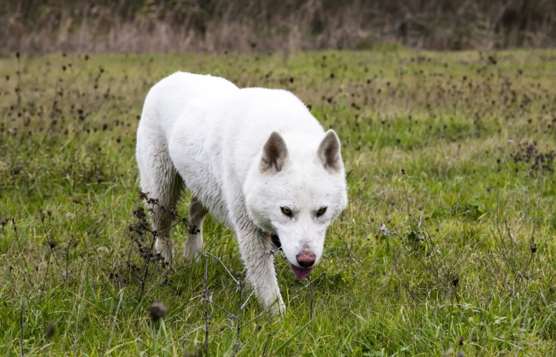 Max the Samoyed