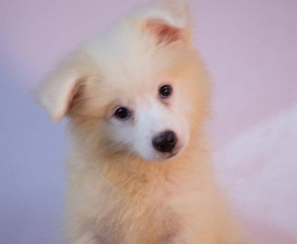 Aurora the American Eskimo puppy