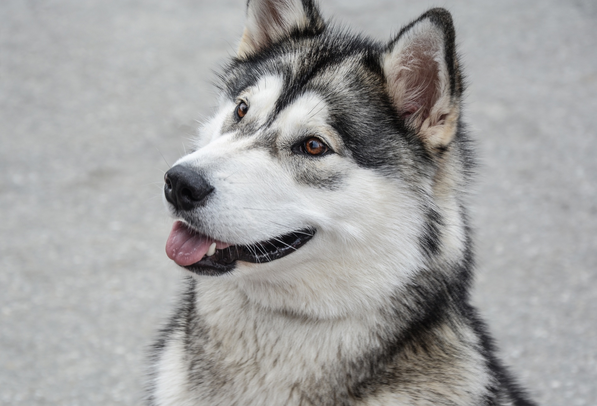 Malamute