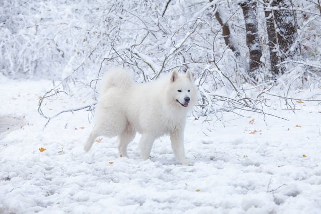 Samoyed in the wild