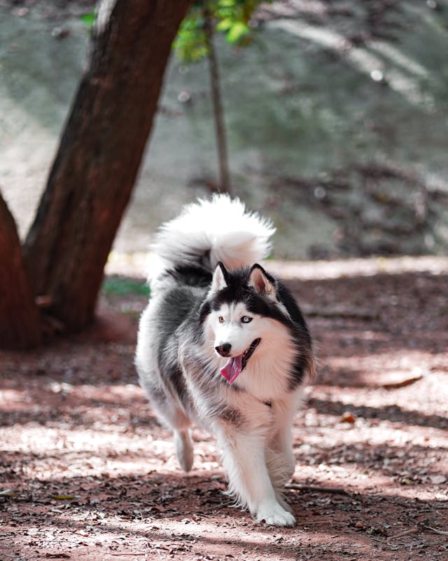A Malamute playing