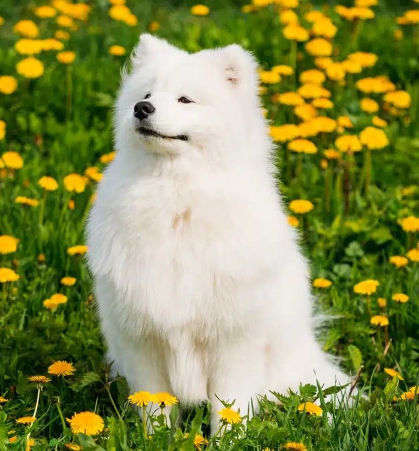 Samoyed
